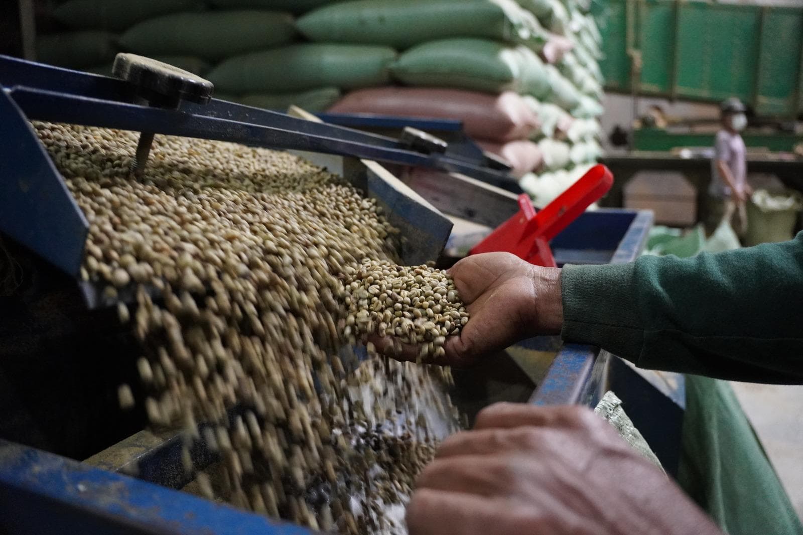 Hand-sorting the coffee beans